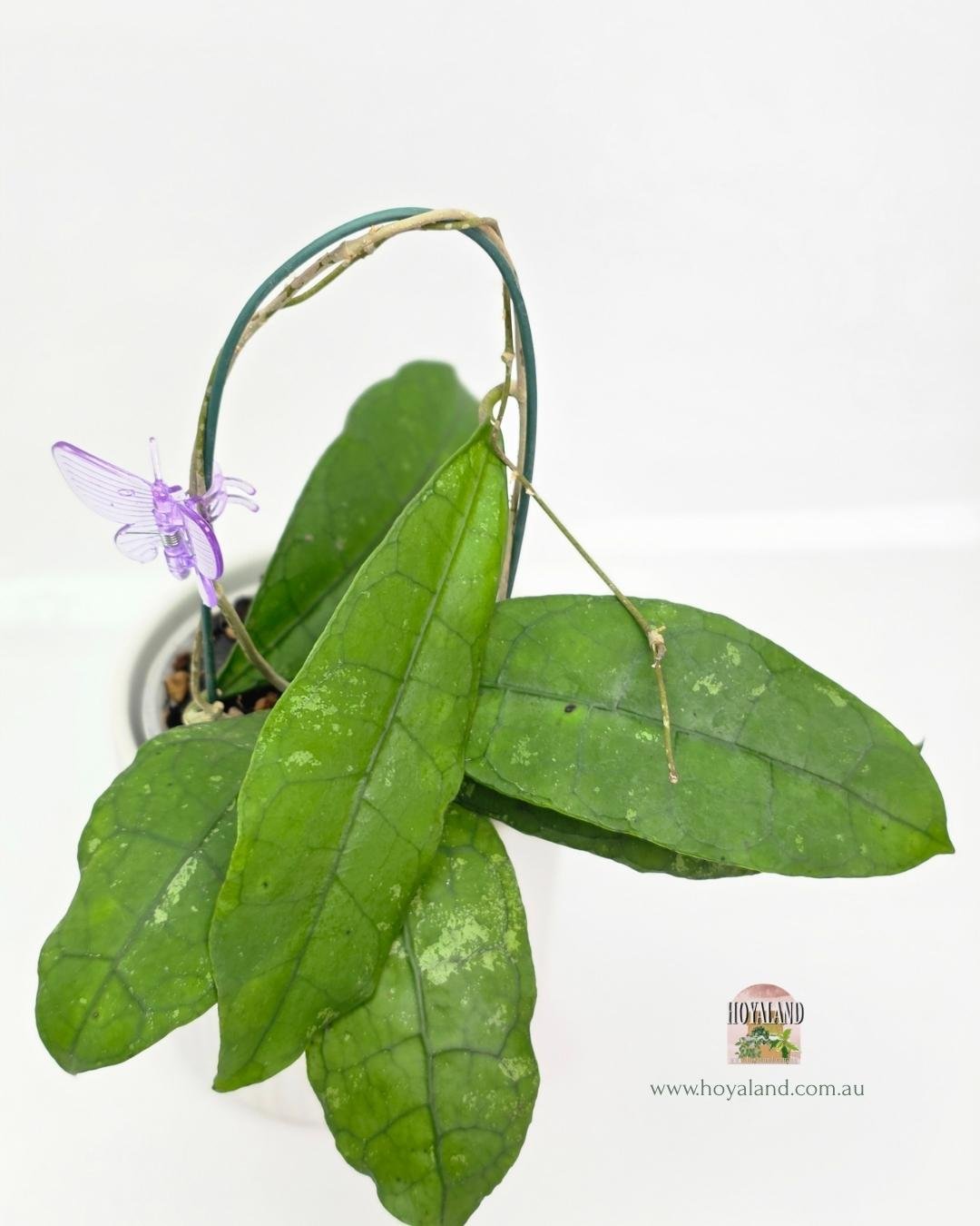 Hoya Perak Teddy Bear B (3).jpg