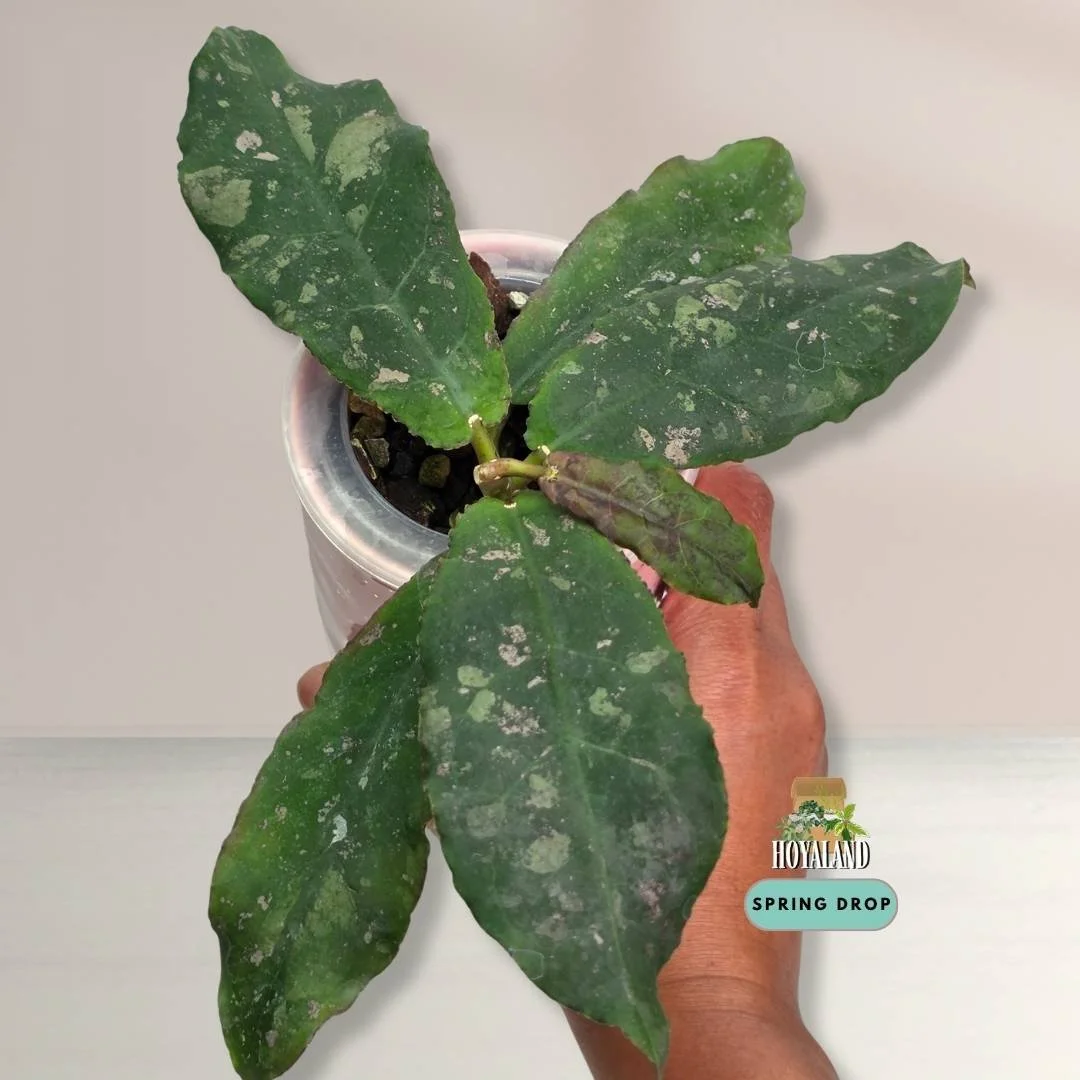 Hoya undulata (2).jpg