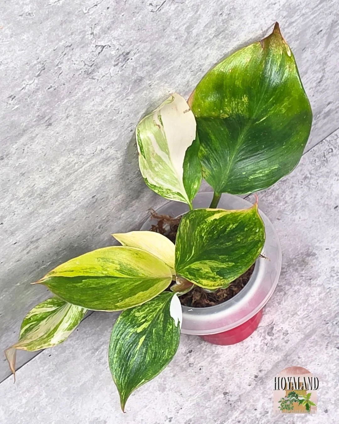 🌞 Philodendron 'White Knight' Tricolour (Aurea Variegated)🎇