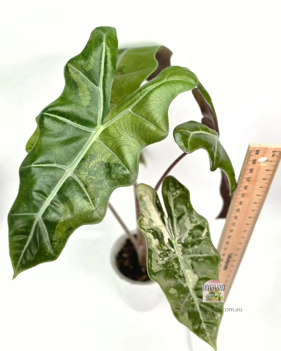 🍂  Alocasia Pseudo Sanderiana  Pink Corm Grown B