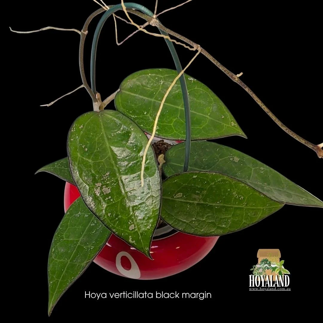 ⛄ Hoya verticillata Black Margin | Sunstressing Rare Collector Hoya A