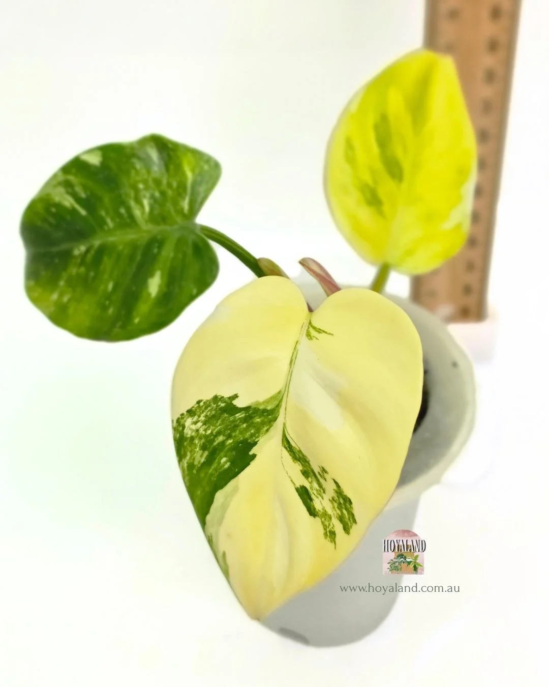 🍂   Philodendron White Princess Tricolour Aurea