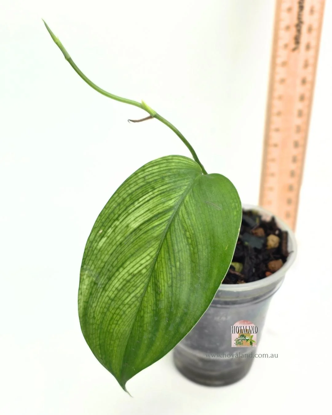 Scindapsus white monster small.jpg