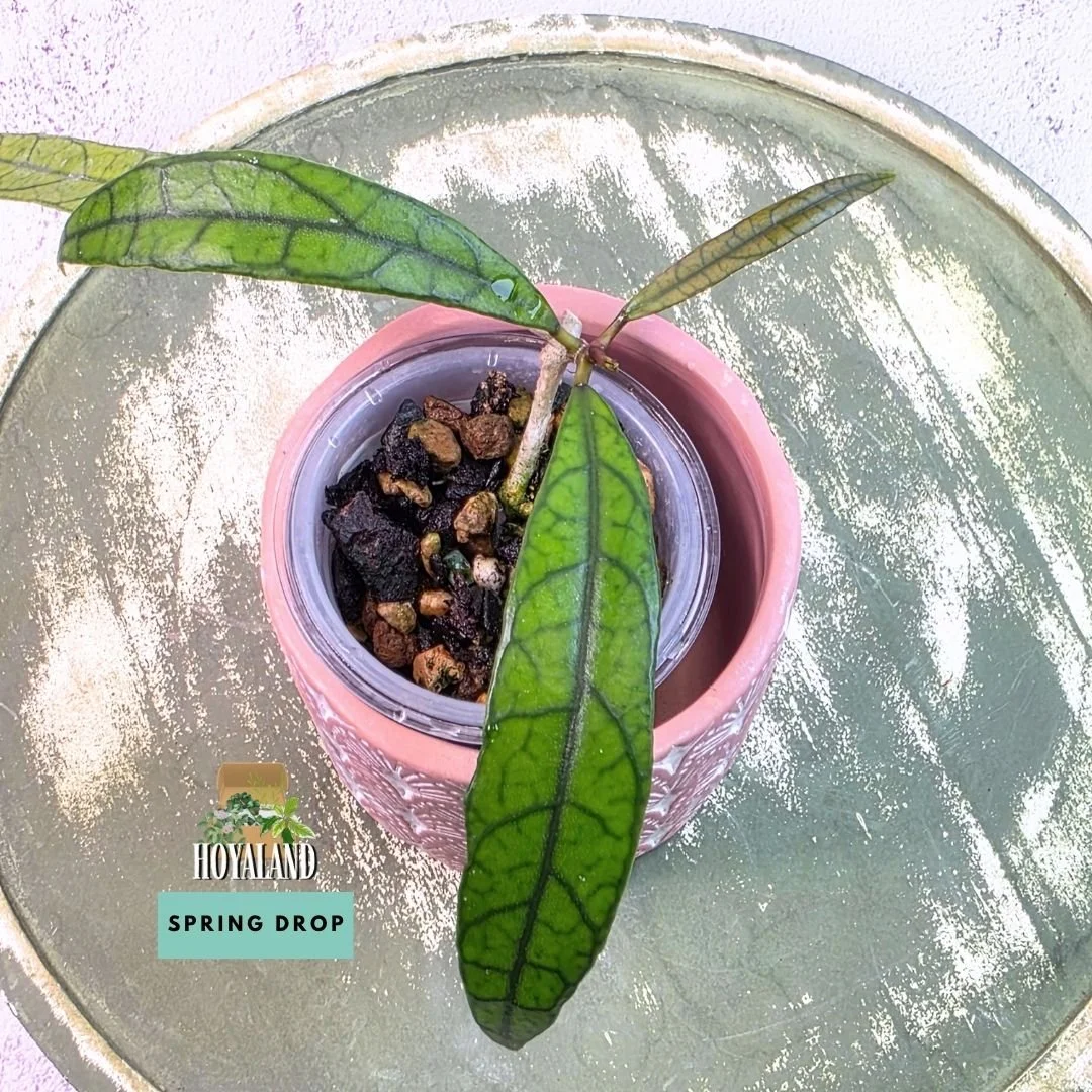 Hoya callistophylla jungle spear (3).jpg