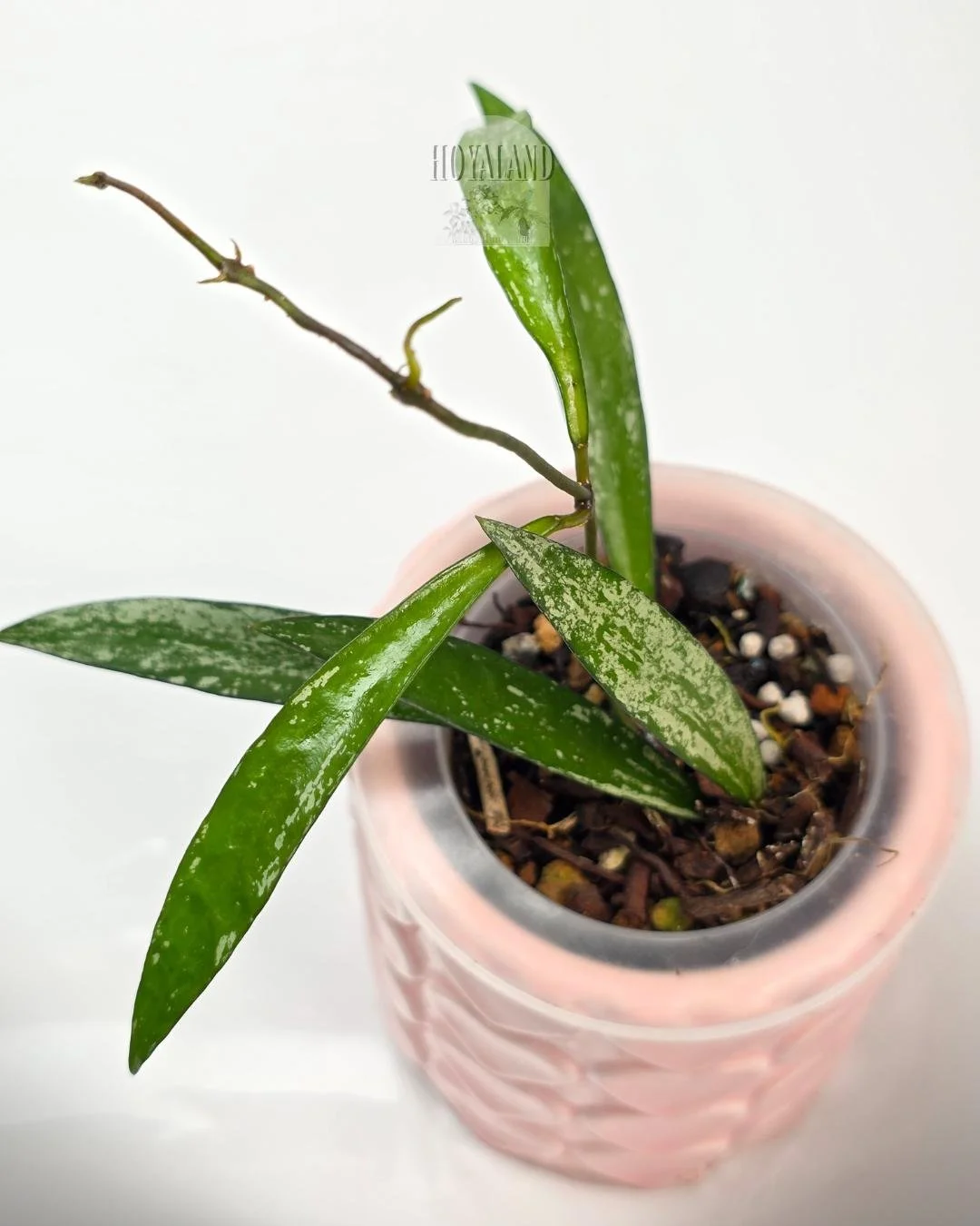 🌞 Hoya sp Tanggamus (Bamboo Leaf) | Rare Splashy Plant 🩷