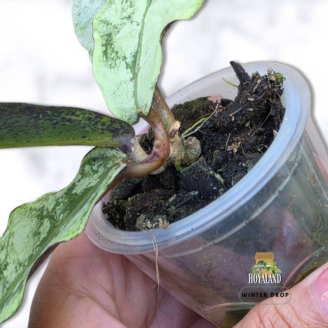 hoya-mitrata-buntok-silver-rare-indoor-plant (4).jpg