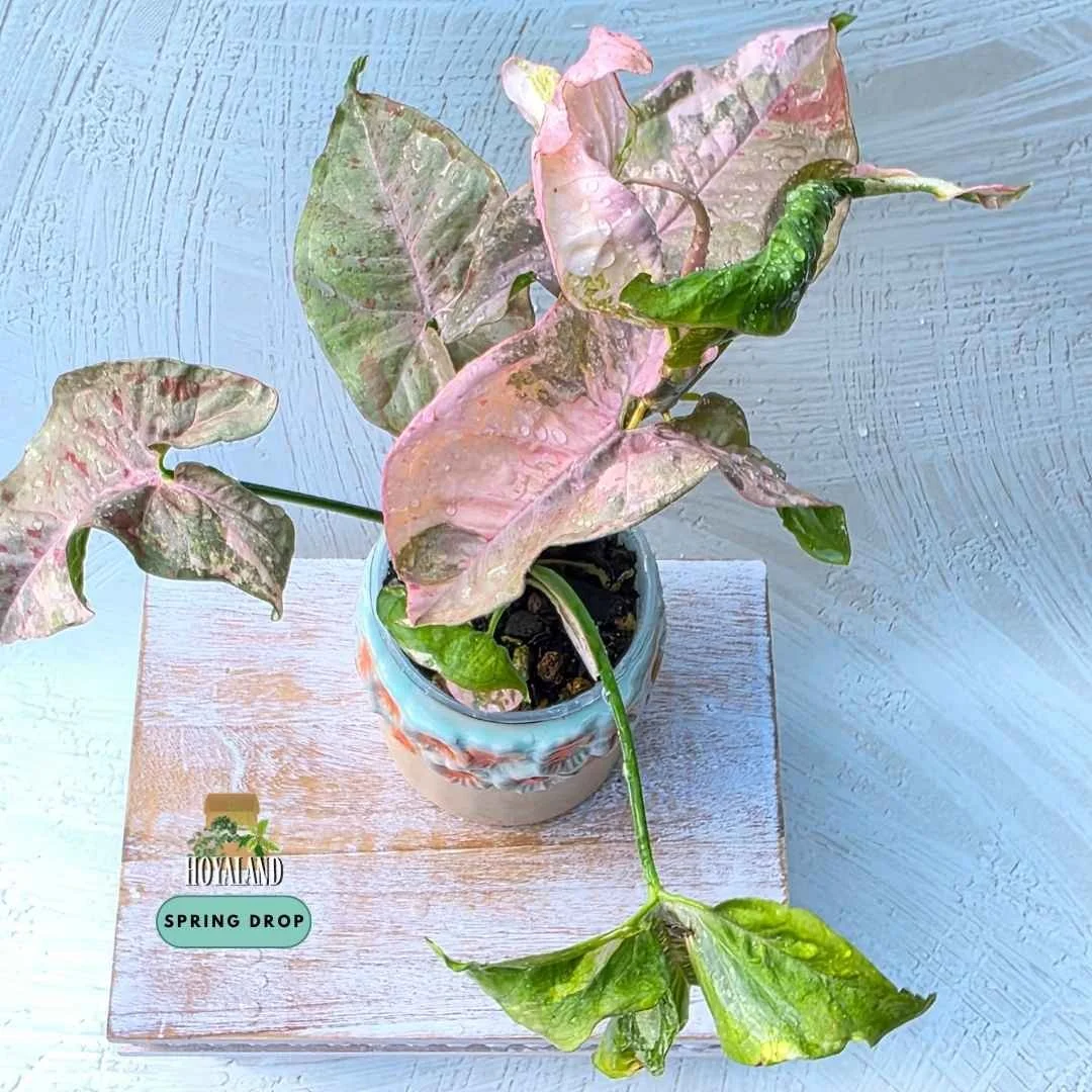 Syngonium double pink variegated 2 (3).jpg