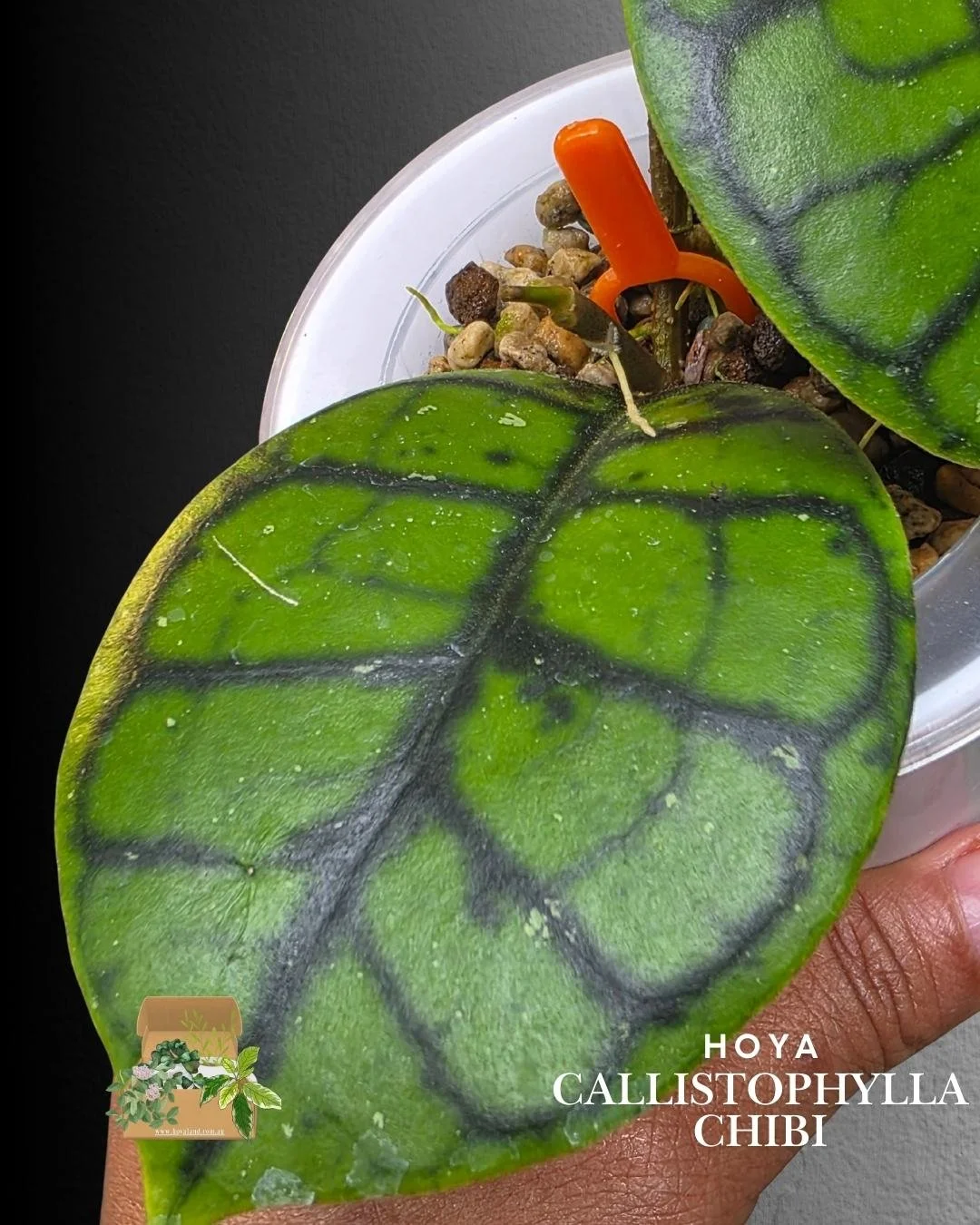 hoya callistophylla chibi (14).jpg