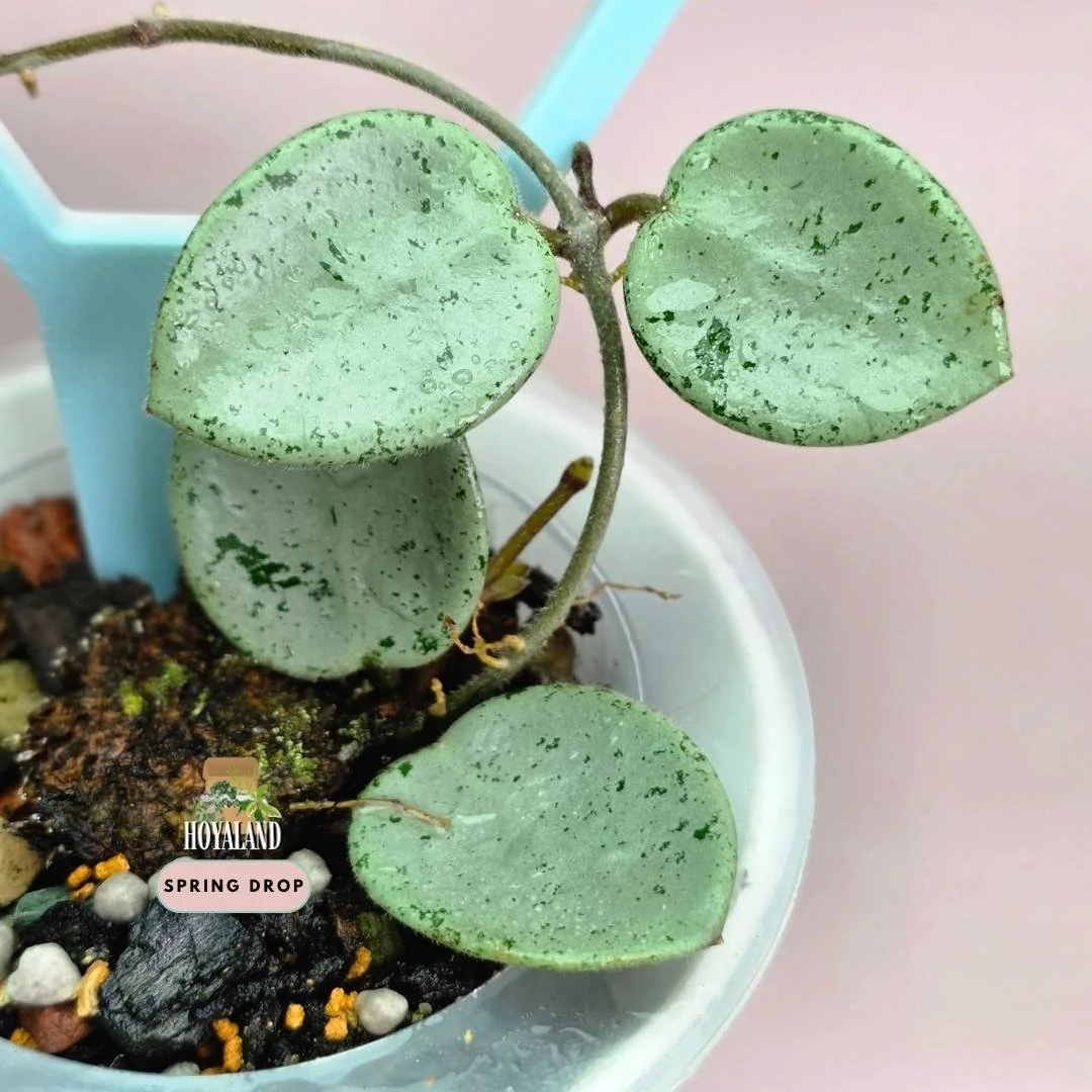 hoya mathilde silver indo grey fairy C (5).jpg