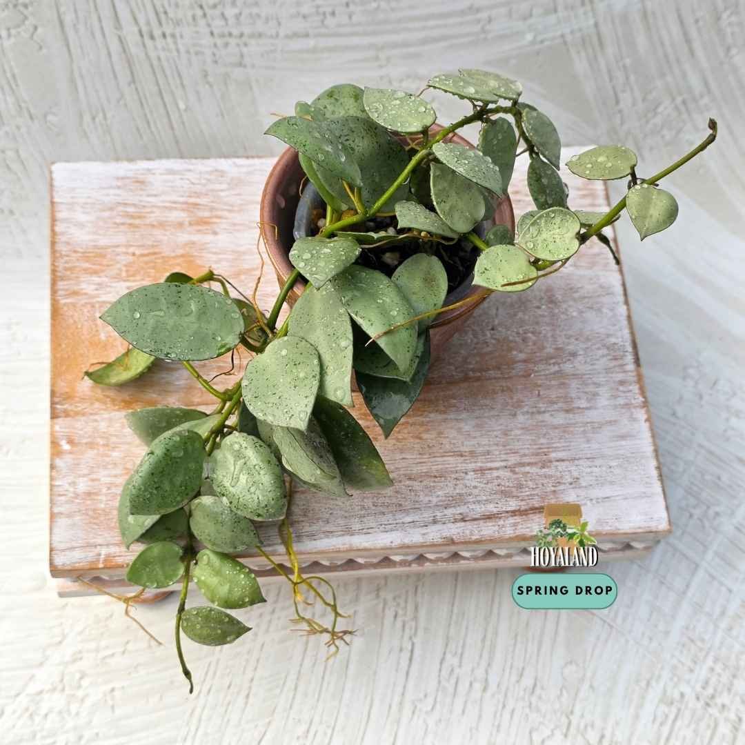 Hoya lacunosa Silver Mint Coin | Full Silver Heart-Leaf Hoya