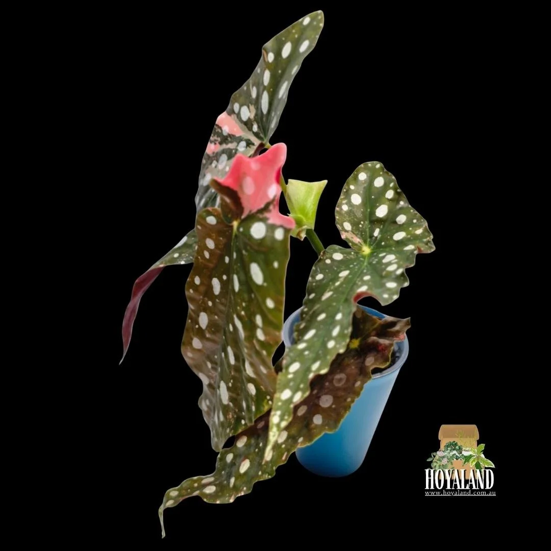 begonia maculata variegata b (3).jpg