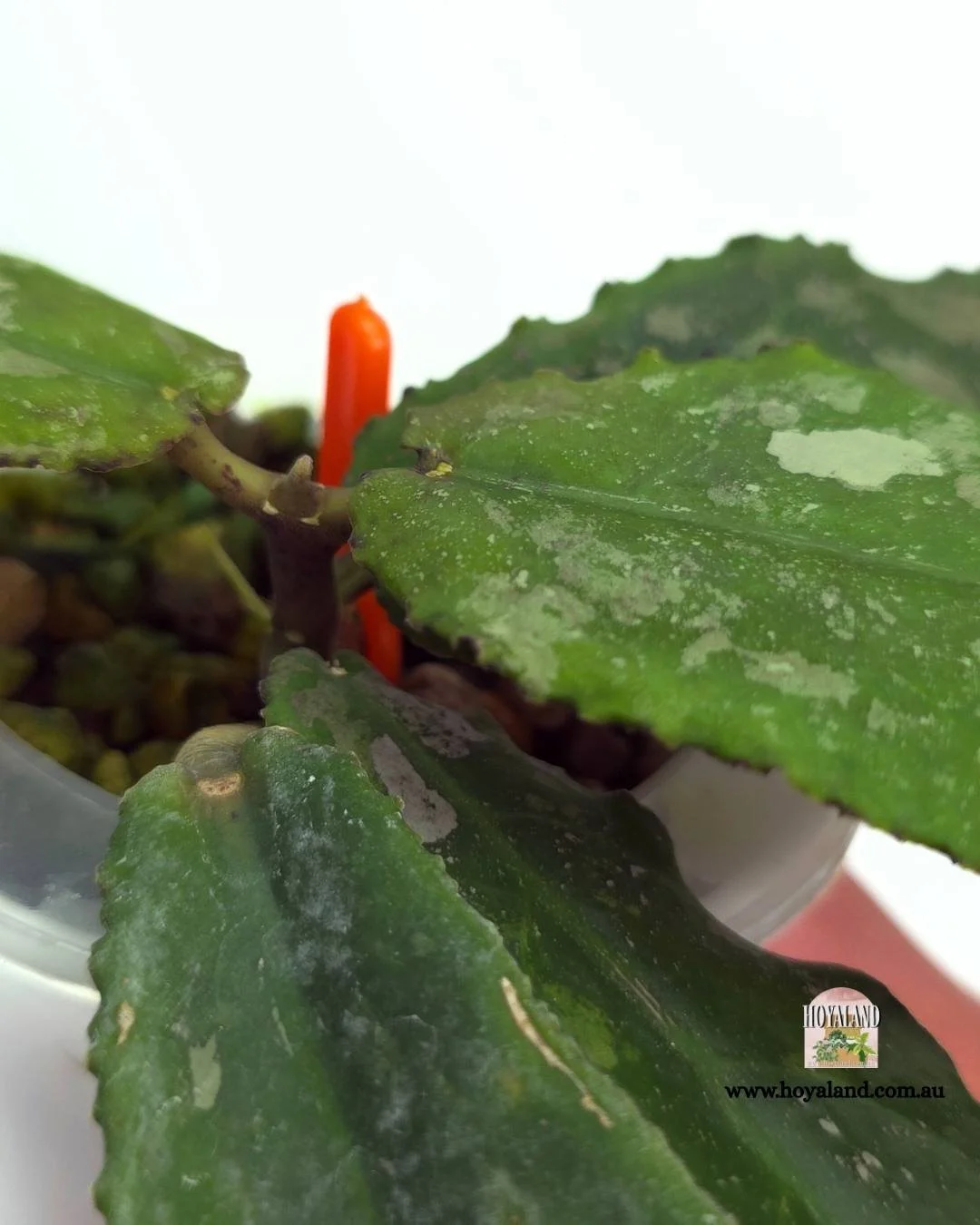 Hoya undulata (7).jpg