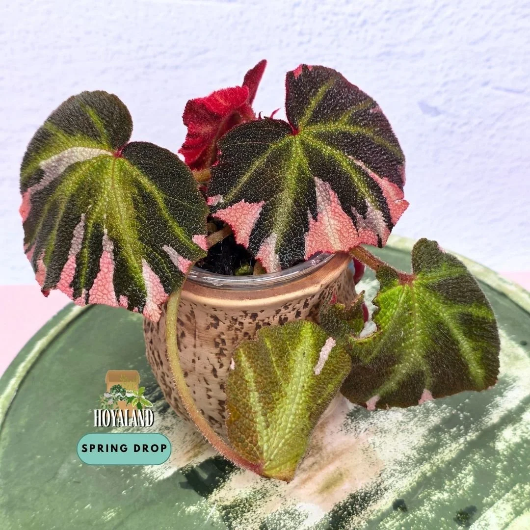 Begonia solimutata variegata (4).jpg