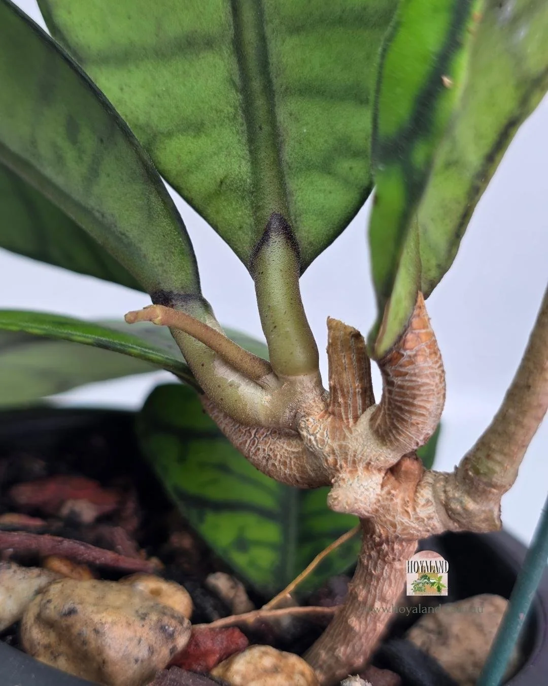 Hoya callistophylla ranauensis new type (5).jpg