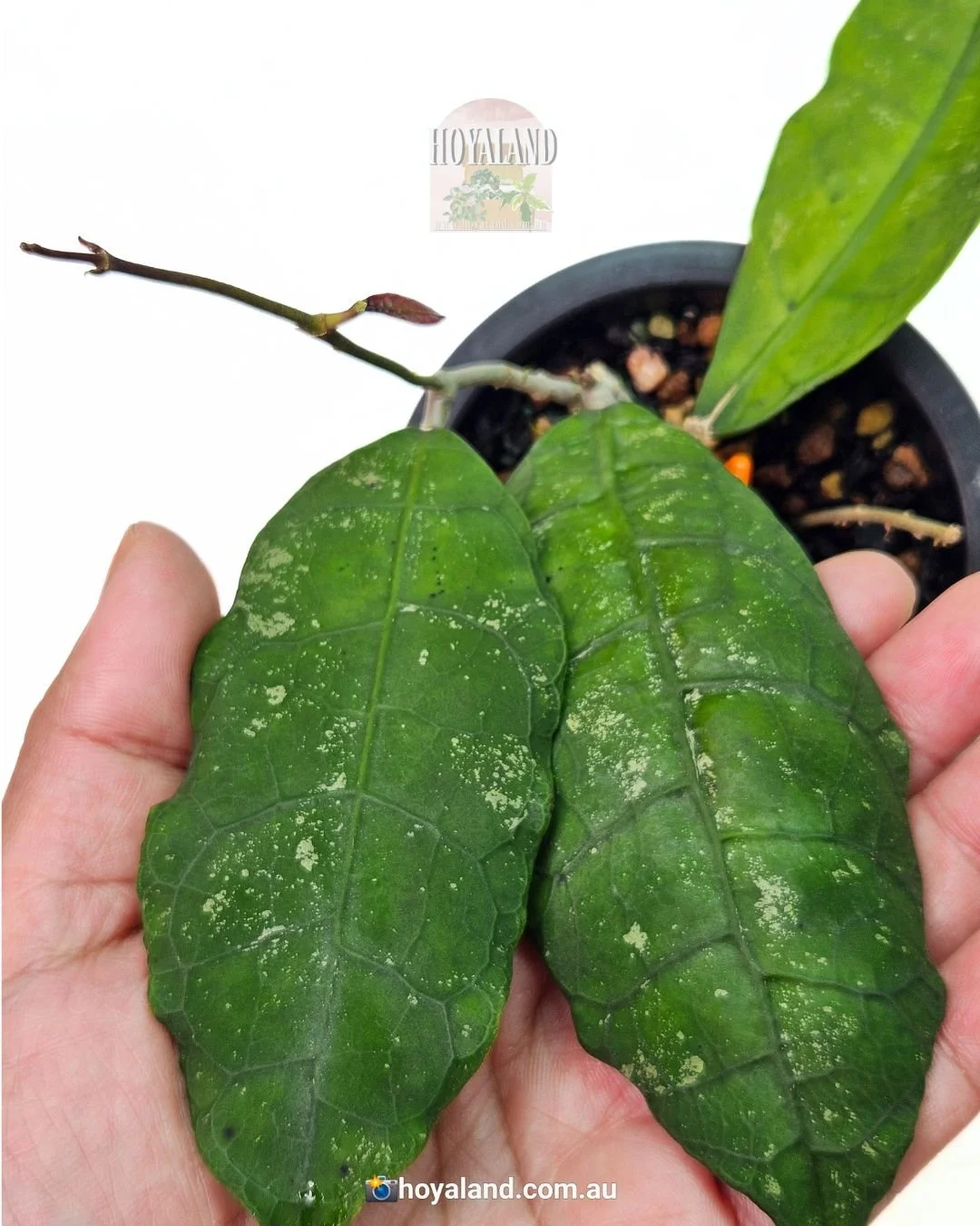 Hoya peninsularis (3).jpg
