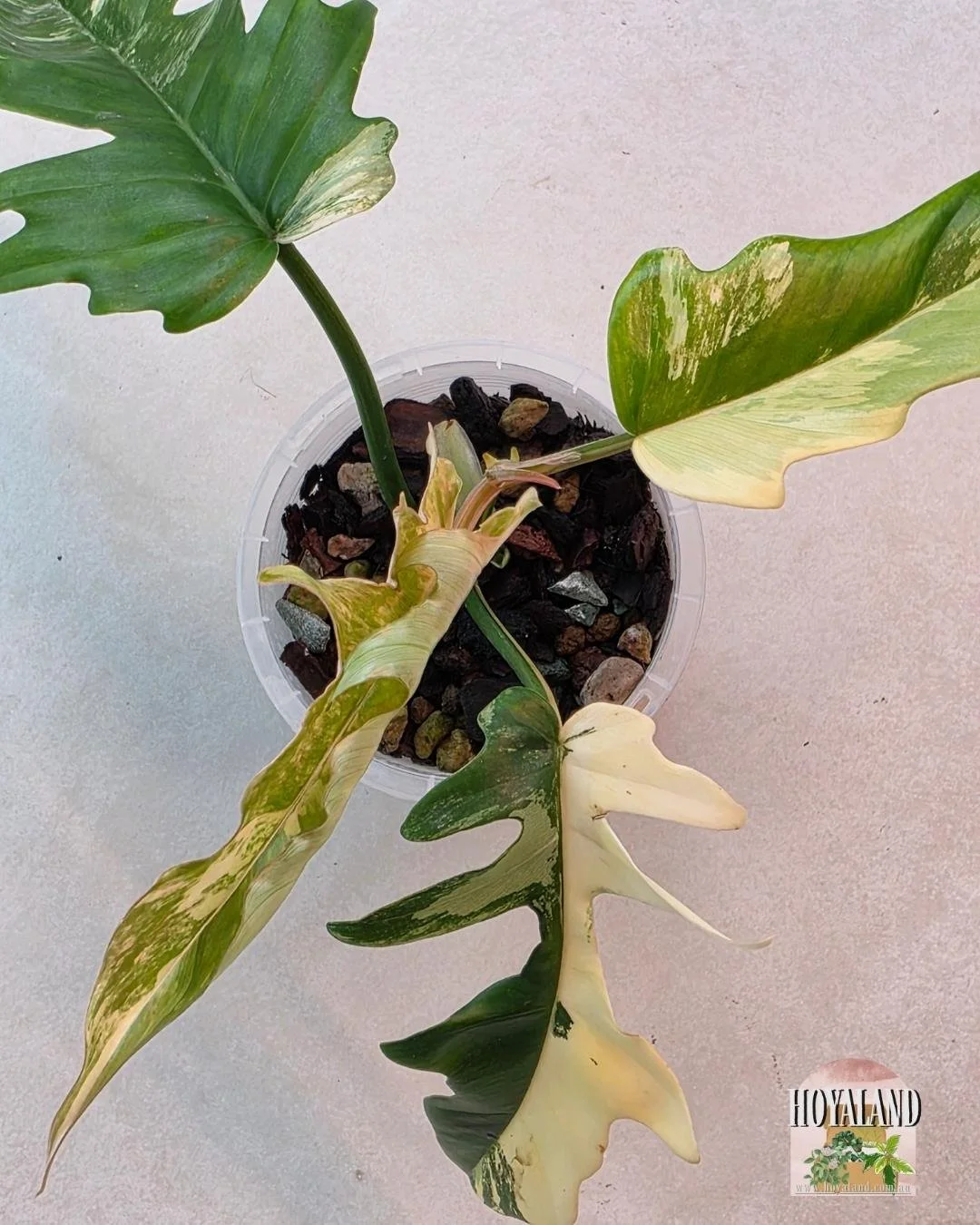 Philodendron FB x Tortum (12).jpg