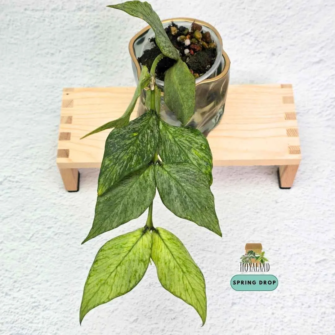 hoya polyneura broget.jpg