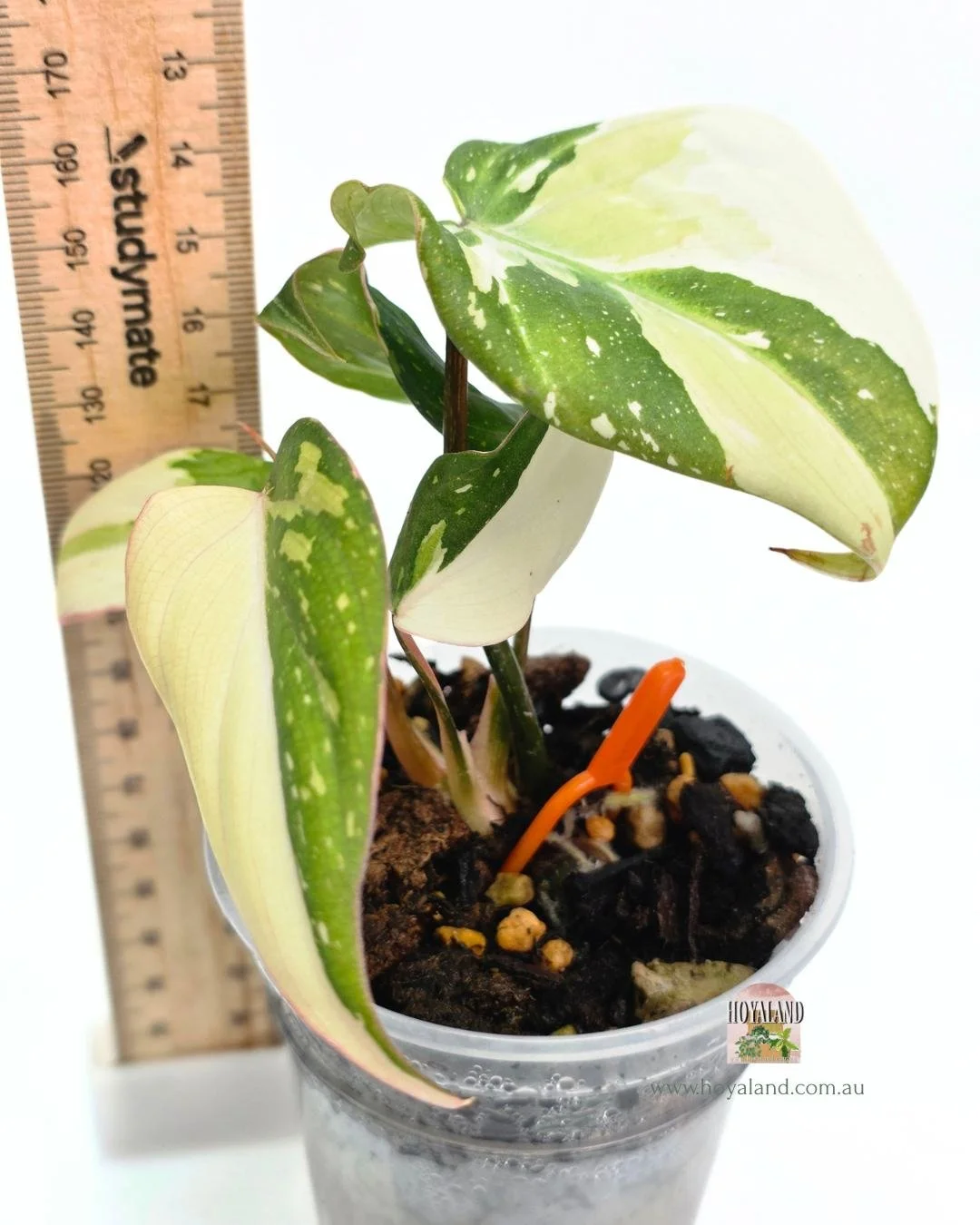 Philodendron gloriosum variegata B.jpg