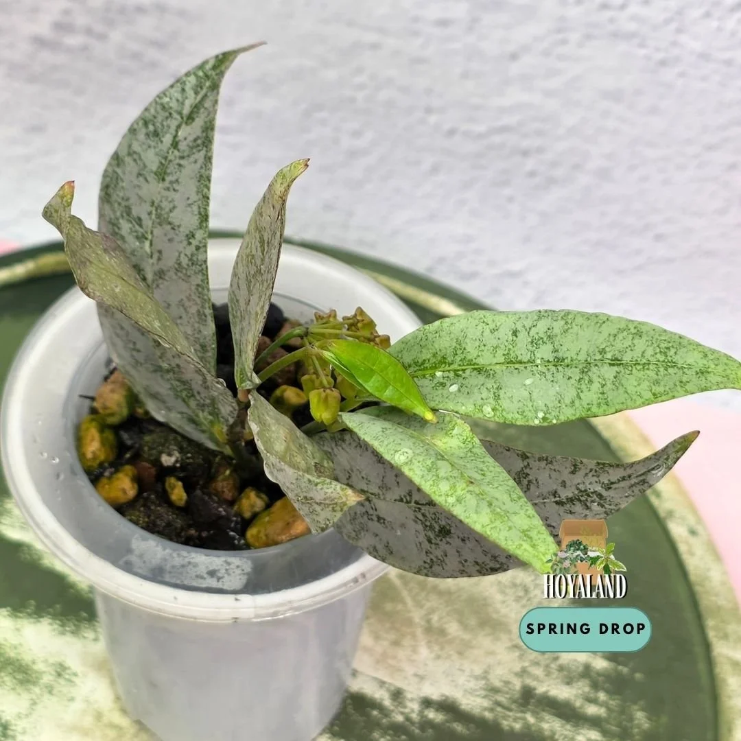 Hoya amicabilis silver (4).jpg