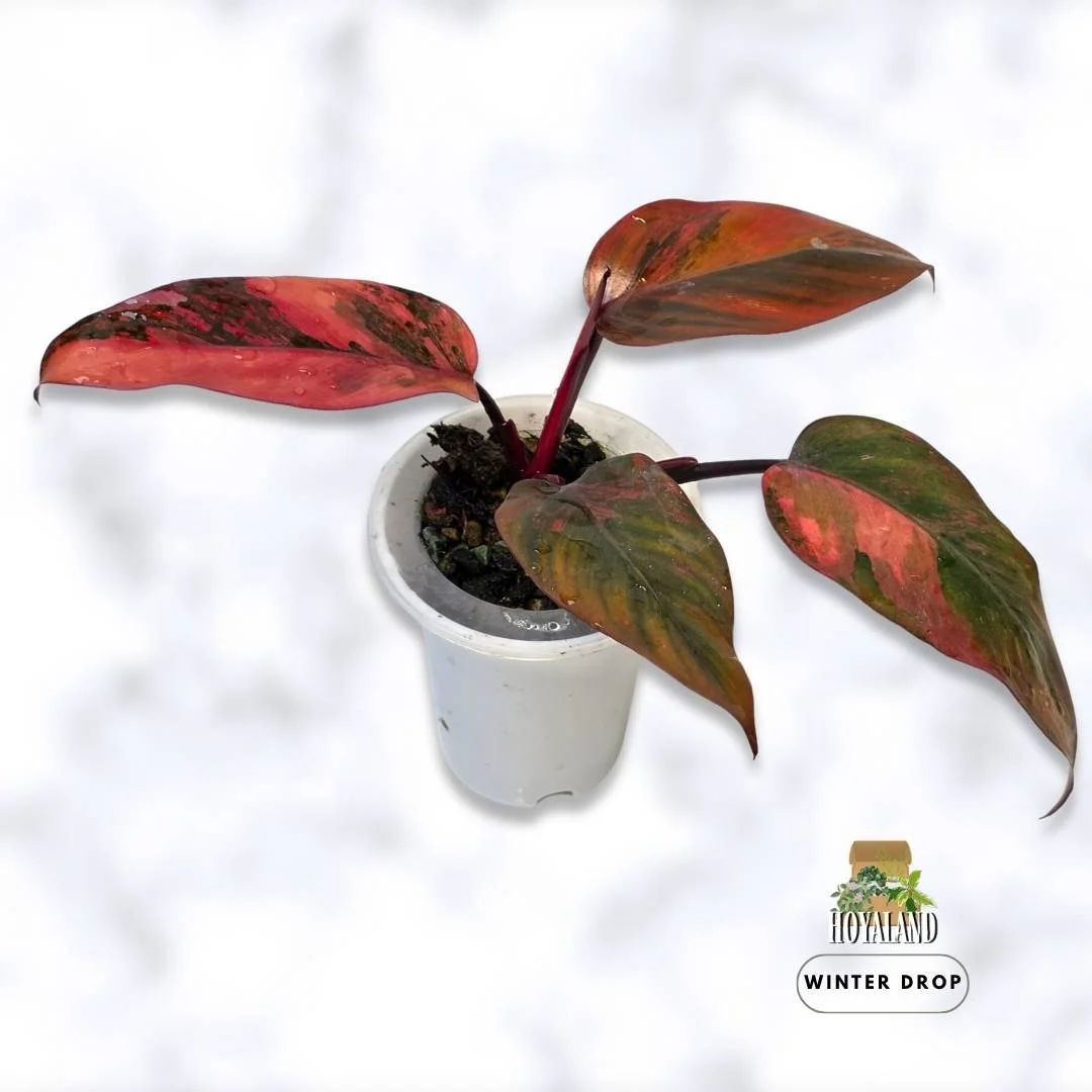 philodendron-fire-princess-variegated-established-plant (4).jpg