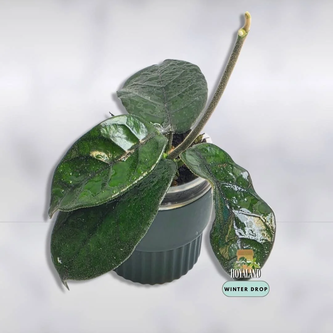 Established Hoya globulosa Cao Bang showing textured fuzzy leaves with prominent veins