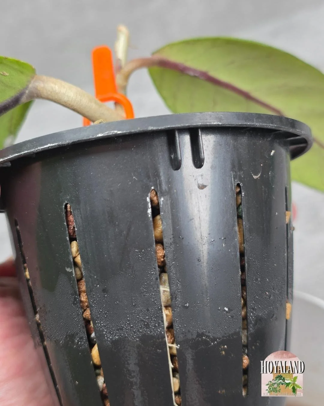 Hoya sp Aceh Rhino Clone 2.jpg