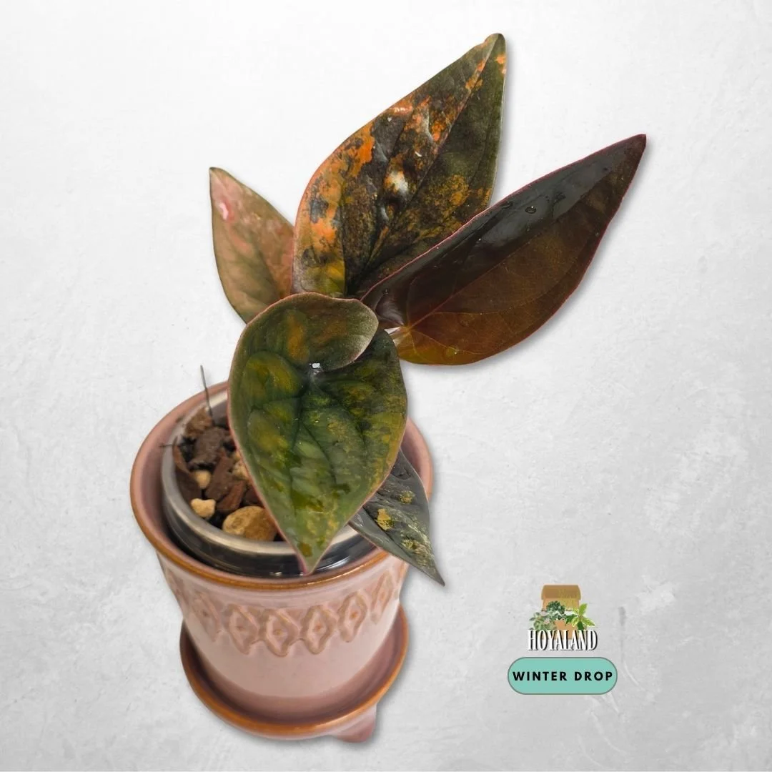 Syngonium 'Red Arrow' Variegata (Slow Burn-Contrast Marbled)
