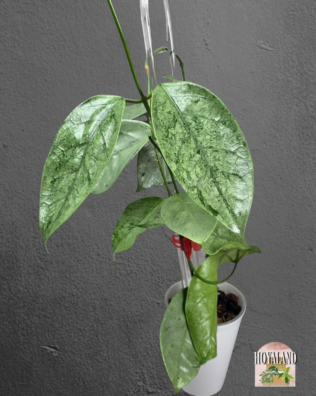 Hoya coriacea silver (2).jpg