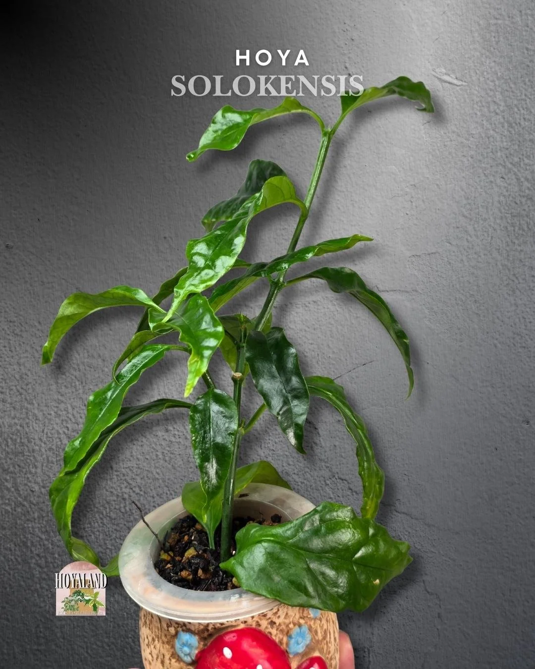 Hoya solokensis (3).jpg