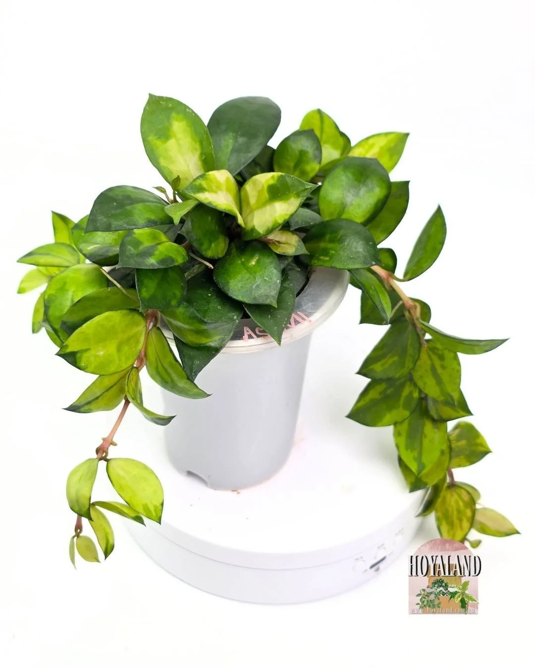 Hoya lacunosa asami reverse (2).jpg