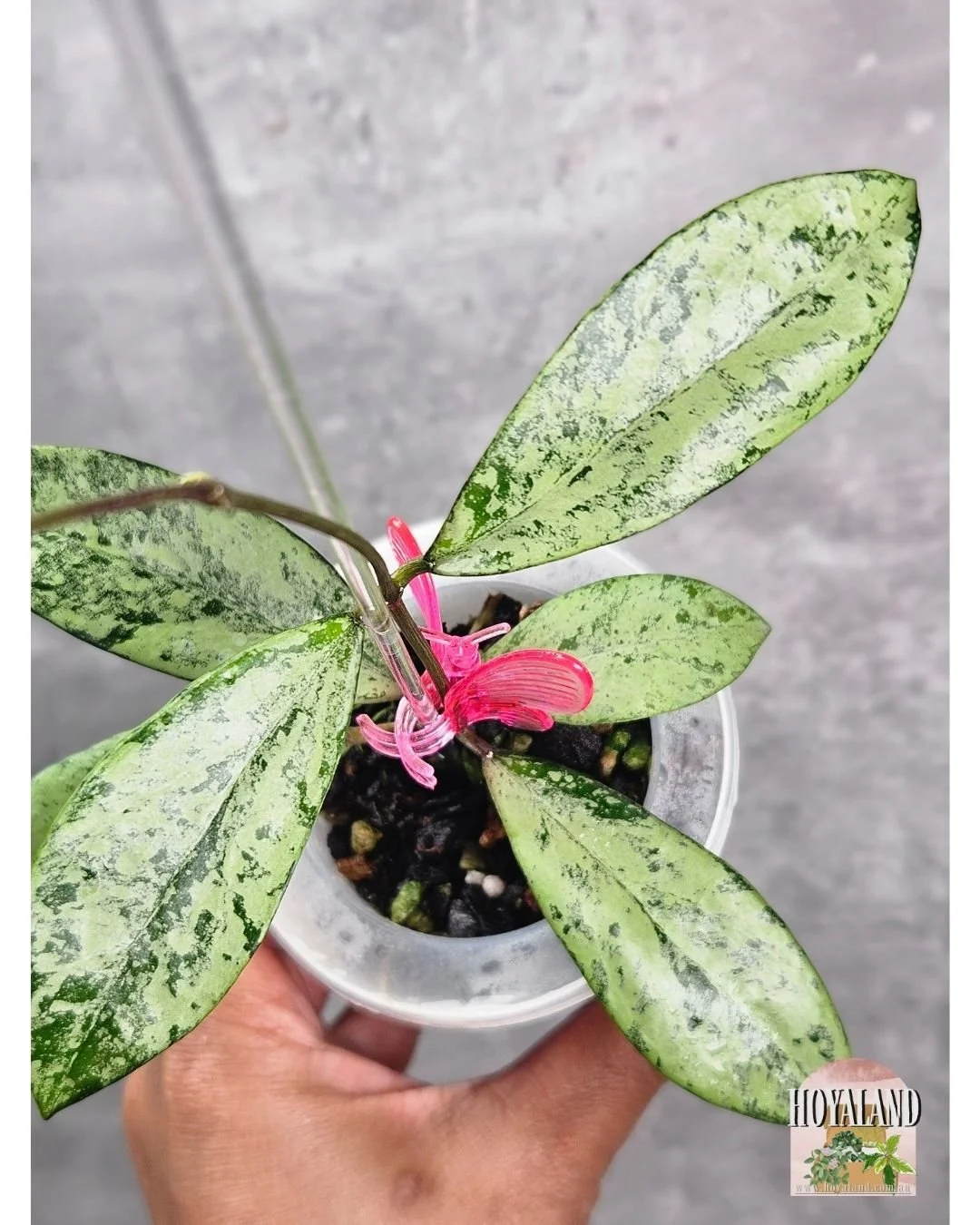 Hoya crassipetiolata x michele (5).jpg