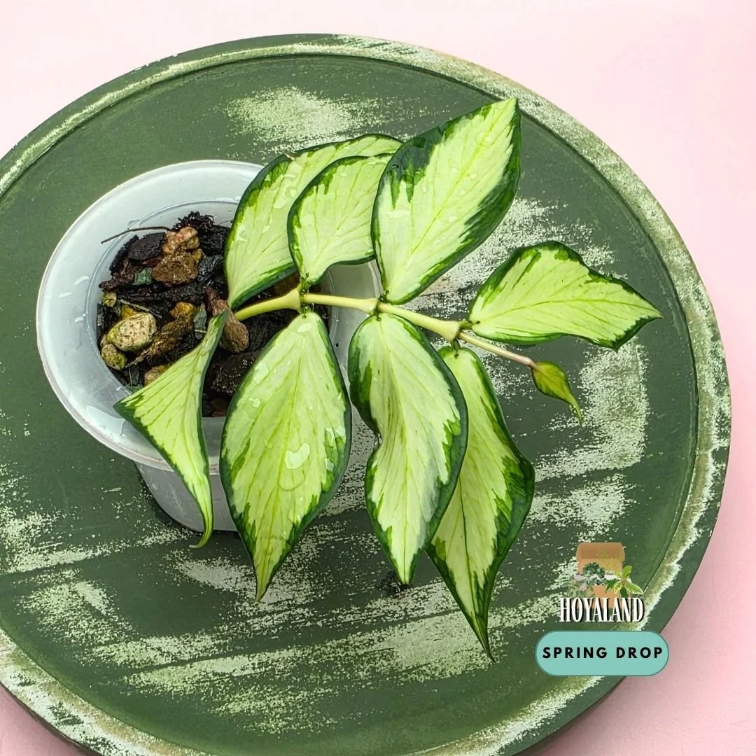 Hoya polyneura variegata A (1).jpg