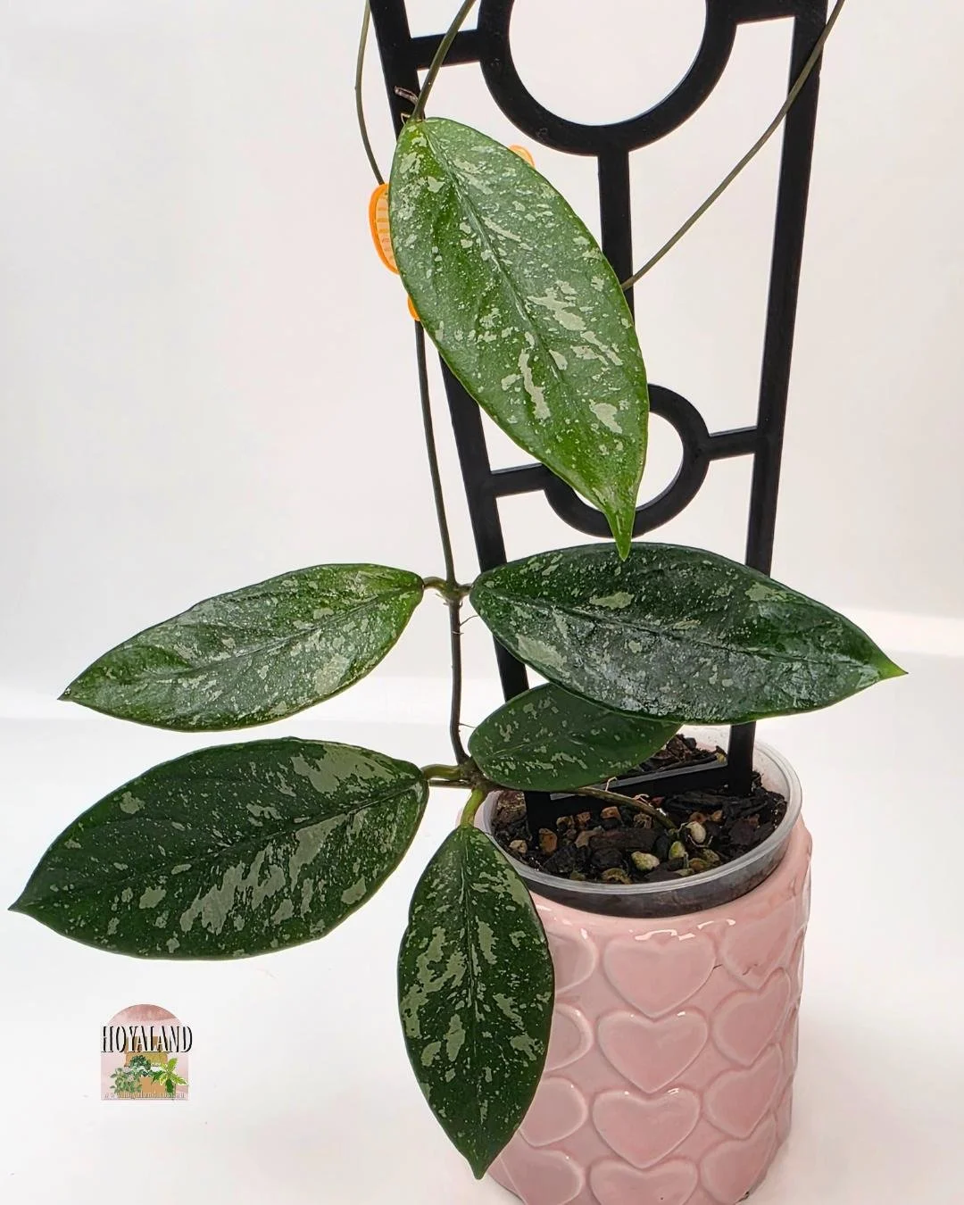 🌞 Hoya Lai Chau 'Splash' | Rare Dark-Leaf Silver Splash 🩷