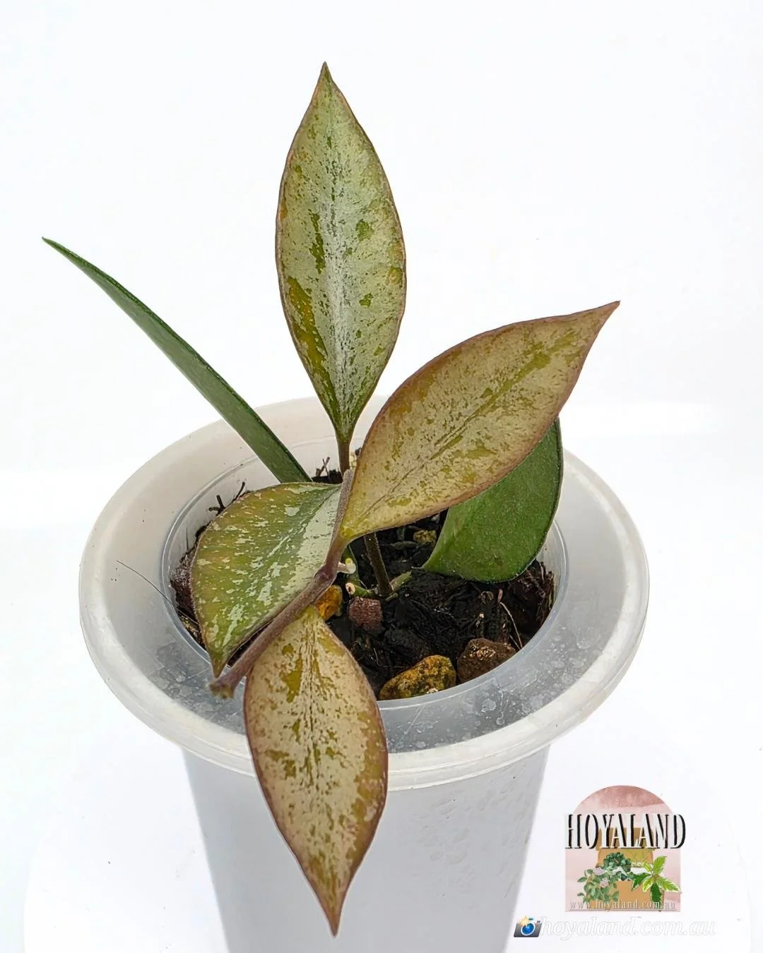 Hoya Rosita Silver (4).jpg