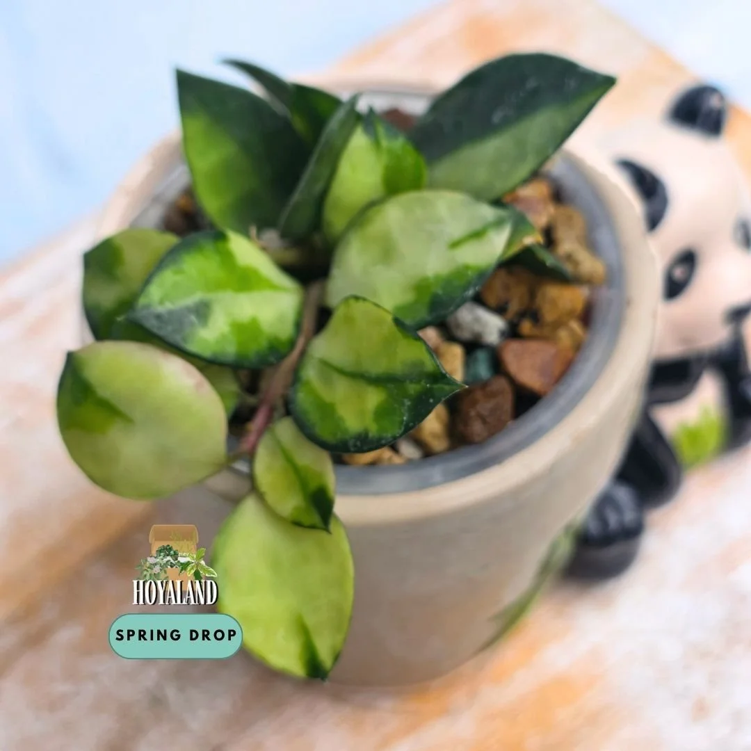 Established Hoya lacunosa Asami Reverse climbing vine showing petite teardrop leaves with luminous creamy-white inner variegation and dark green borders