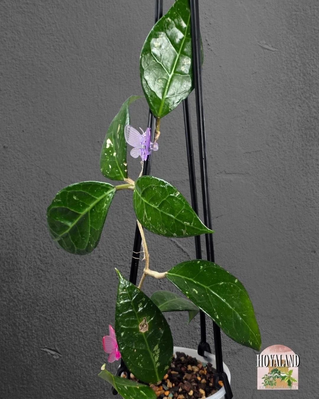 Hoya verticillat sp Wayang (2).jpg