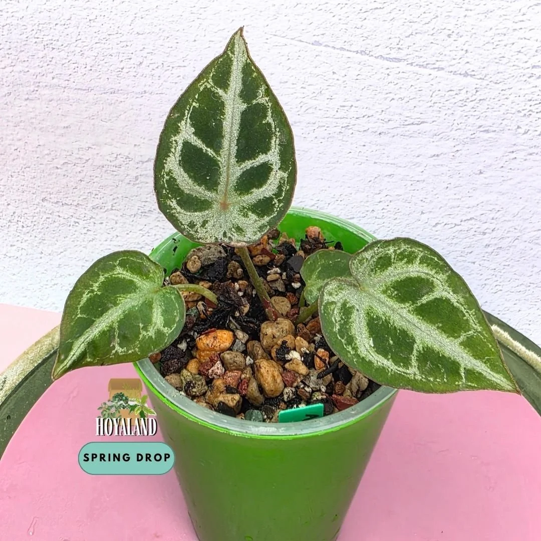 Established seed-grown Anthurium Diamond Forgetii Diamond Shield S1 seedling by Hoyaland showing closed sinus, diamond silhouette, and crystalline silver veins