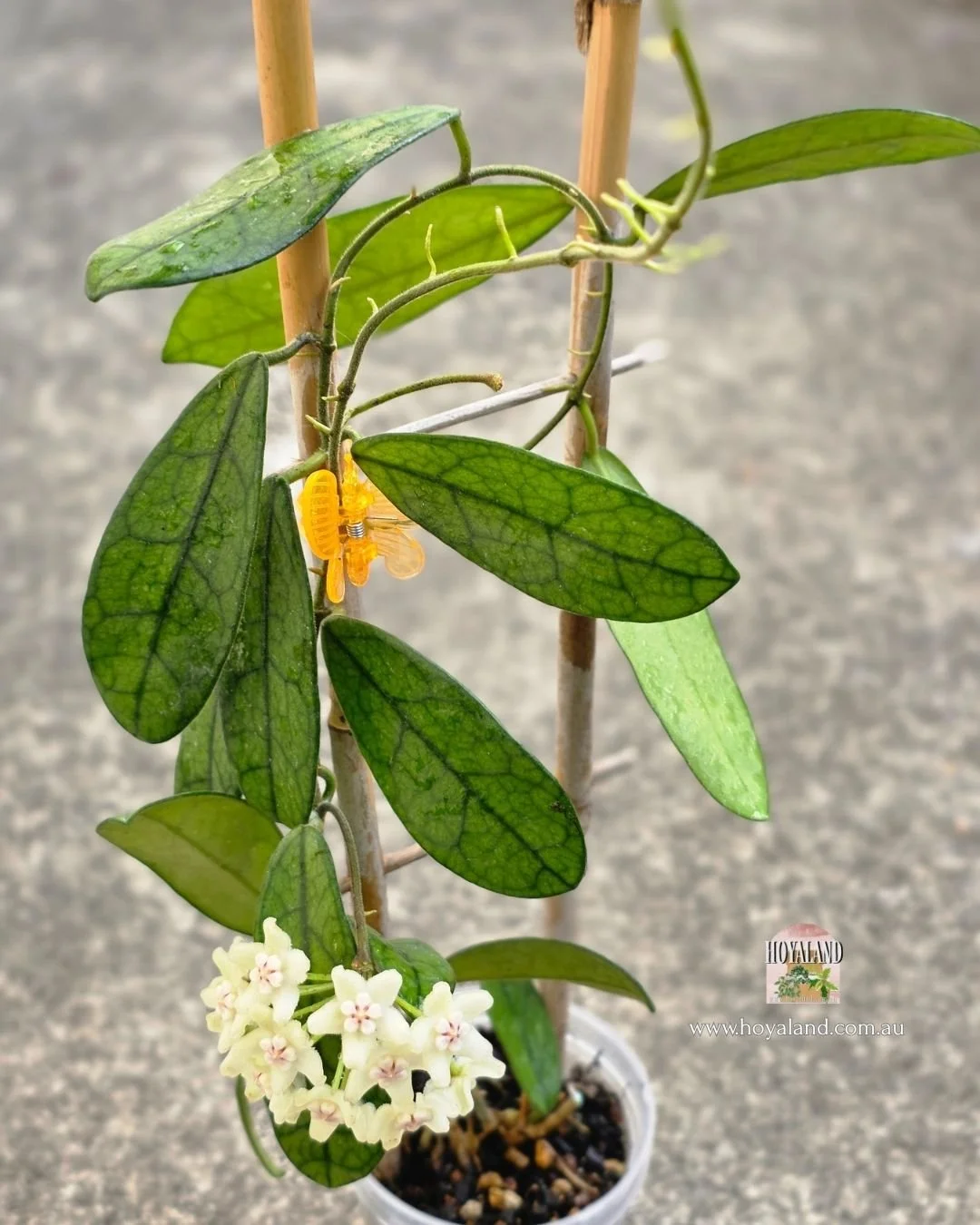 Hoya sichuanensis (6).jpg