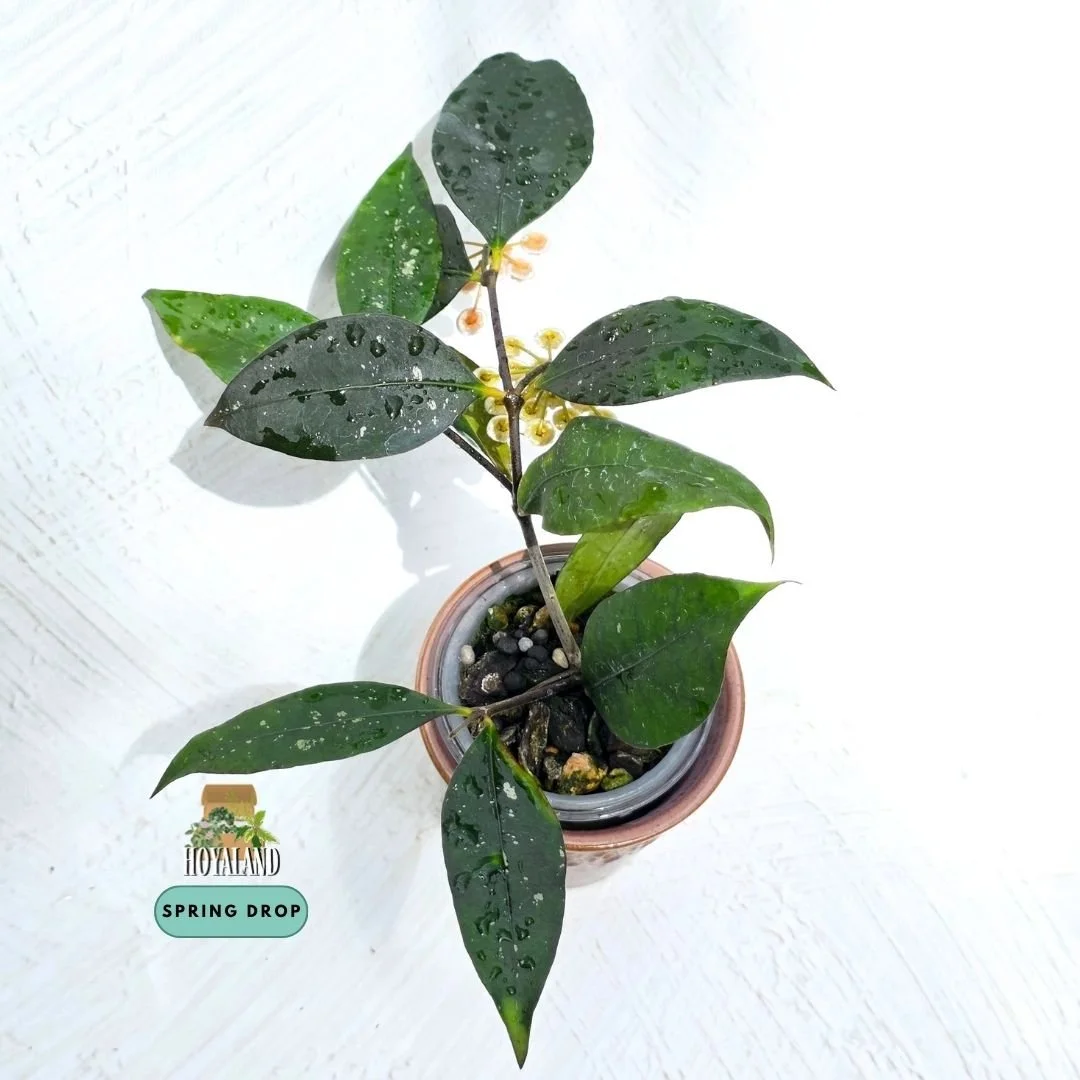 Hoya Jatim 2.jpg
