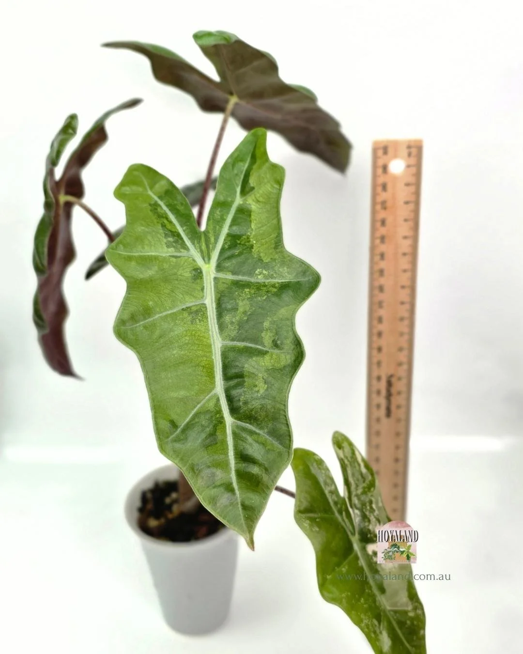 alocasia psuedo pink (3).jpg