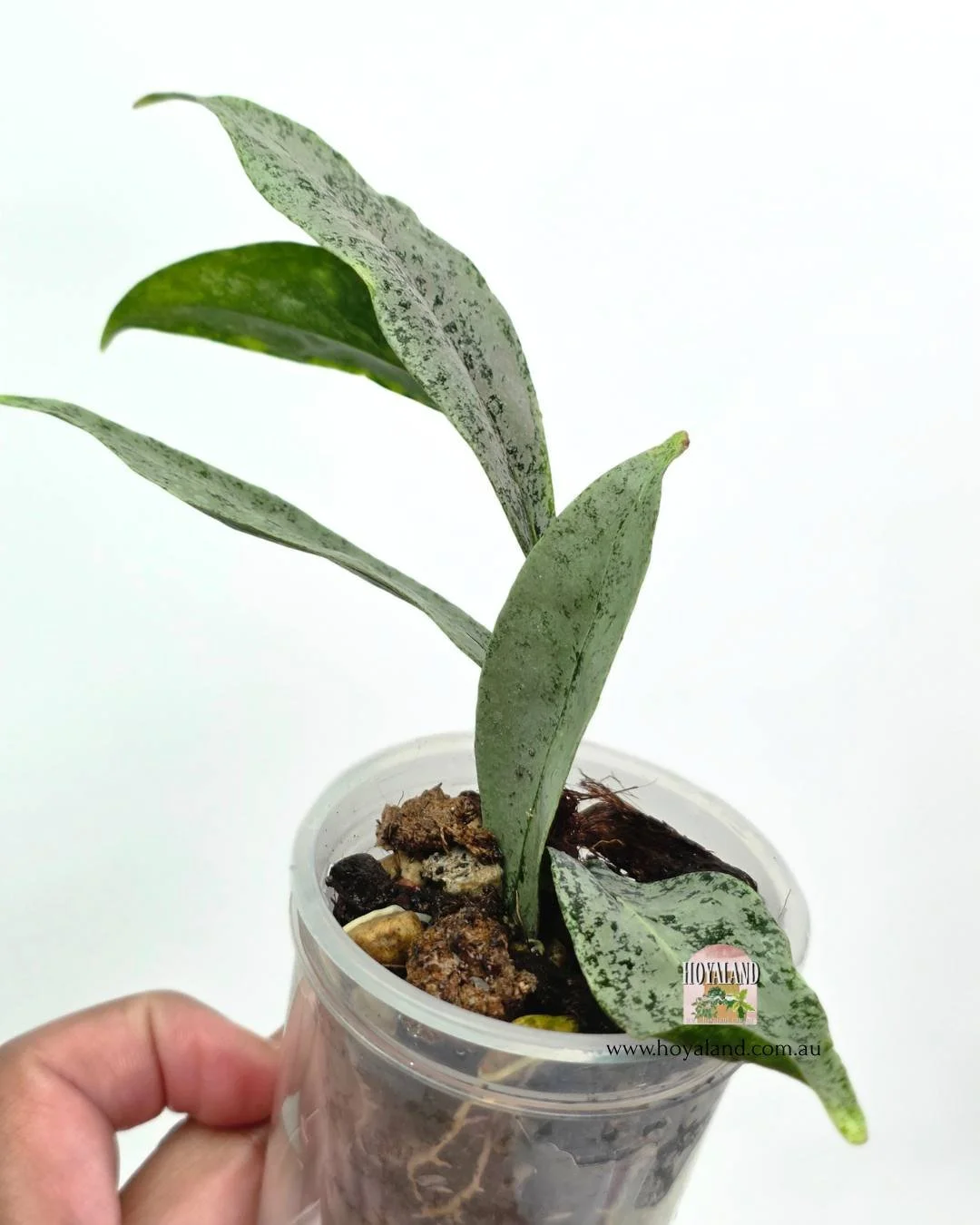 Hoya amicabilis (3).jpg