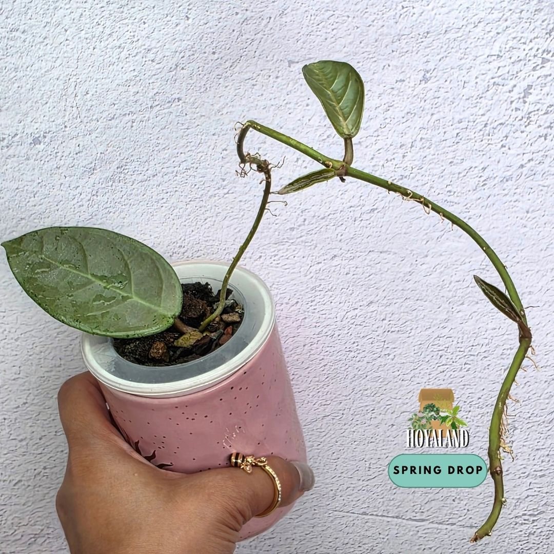 Established tip cutting of Hoya sp Lai Chau Silver showing dense metallic silver overlay, carved geometric veins, and purple-pink sunstressing