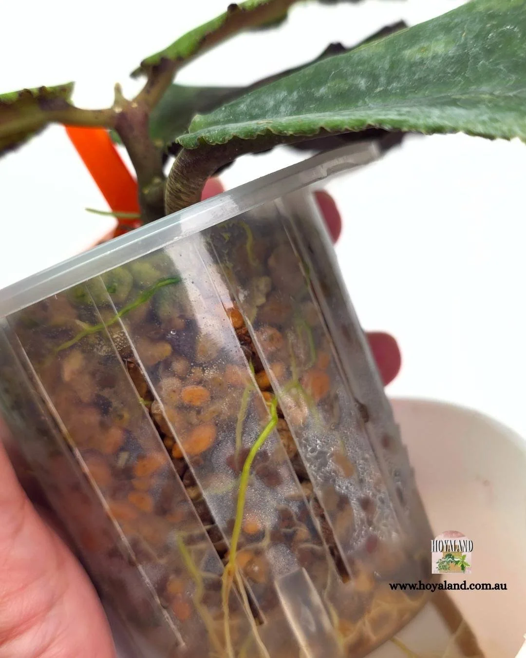 Hoya undulata (8).jpg