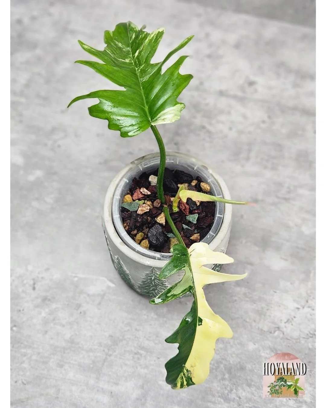 Philodendron FB x Tortum (8).jpg