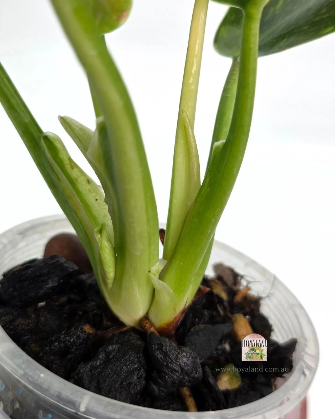 Philodendron Green Congo Var (4).jpg