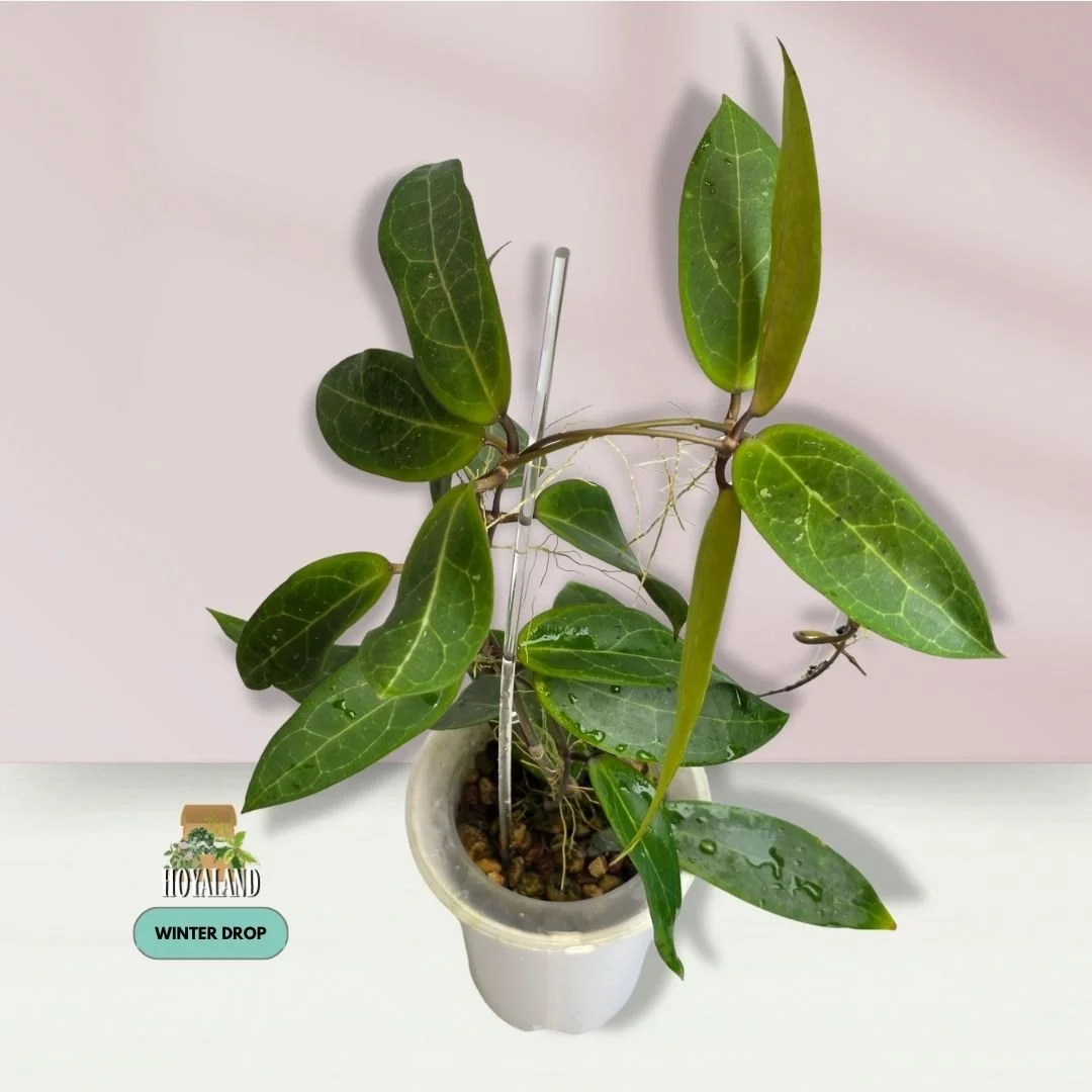 Large established Hoya Love Affair benguetensis x elliptica showing turtle-shell veining