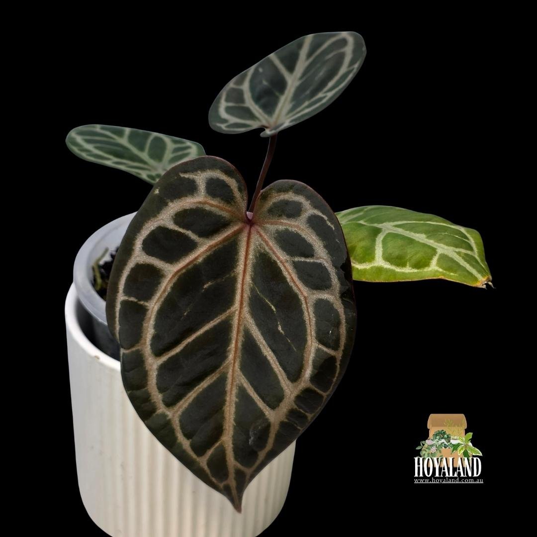 anthurium rc x (1).jpg
