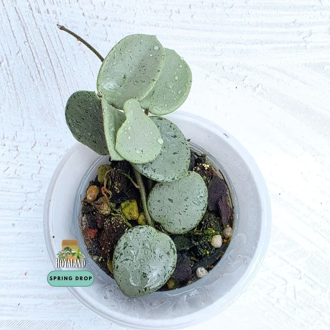 Hoya 'Mathilde' Silver (Indo Form Grey Fairy– 2 Tips B)