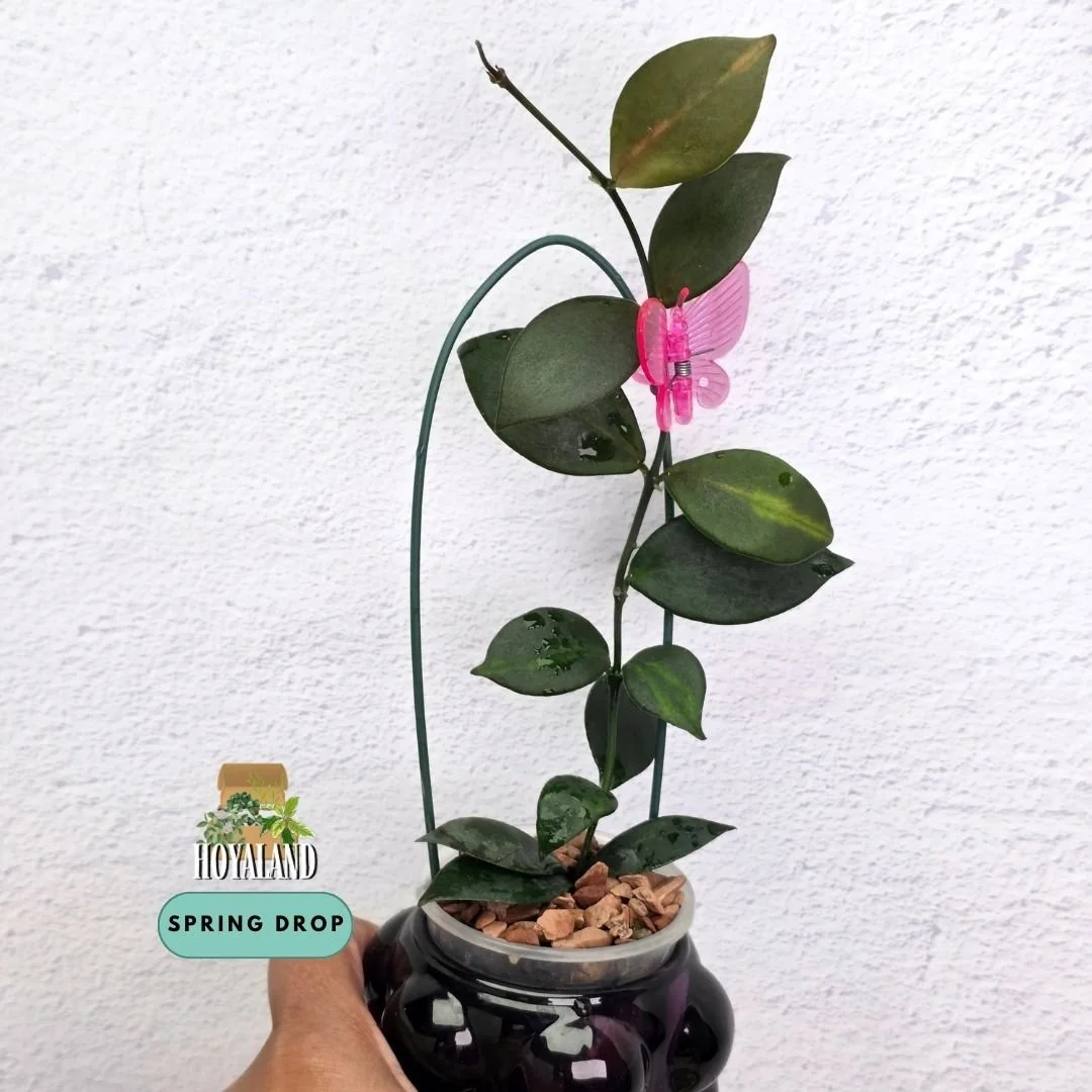 Hoya anulata iml (5).jpg