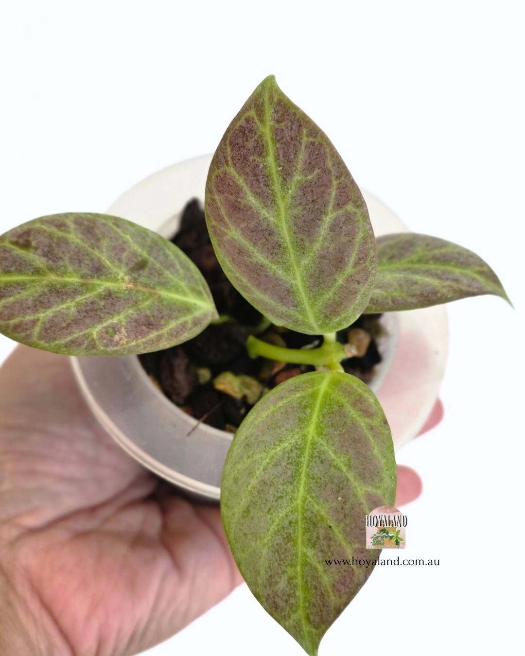 Hoya obscura silver (4).jpg
